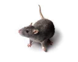 Rat noir Rattus rattus