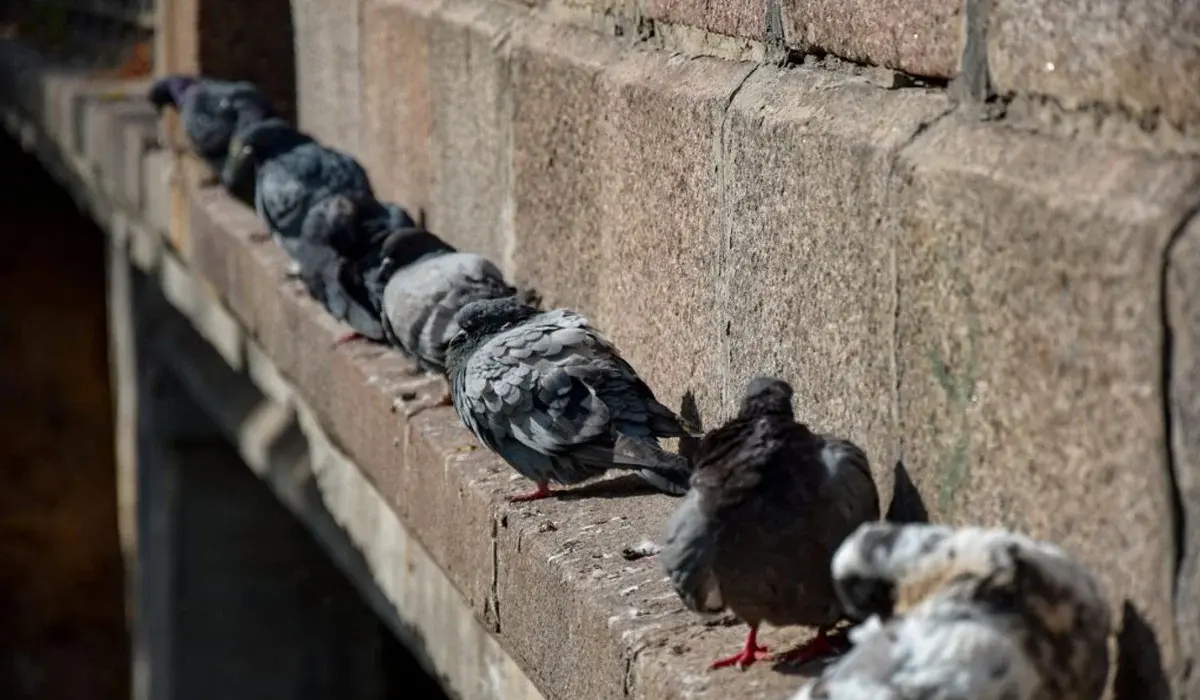 Pics anti-pigeons