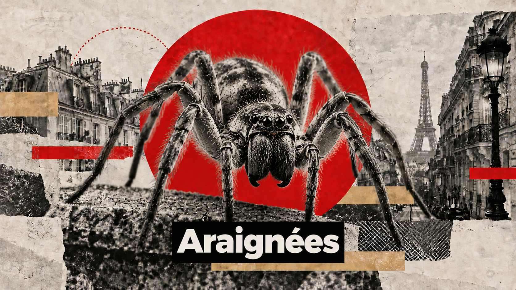Éloigner les araignées de la maison Île-de-France - Hamelin Hygiène