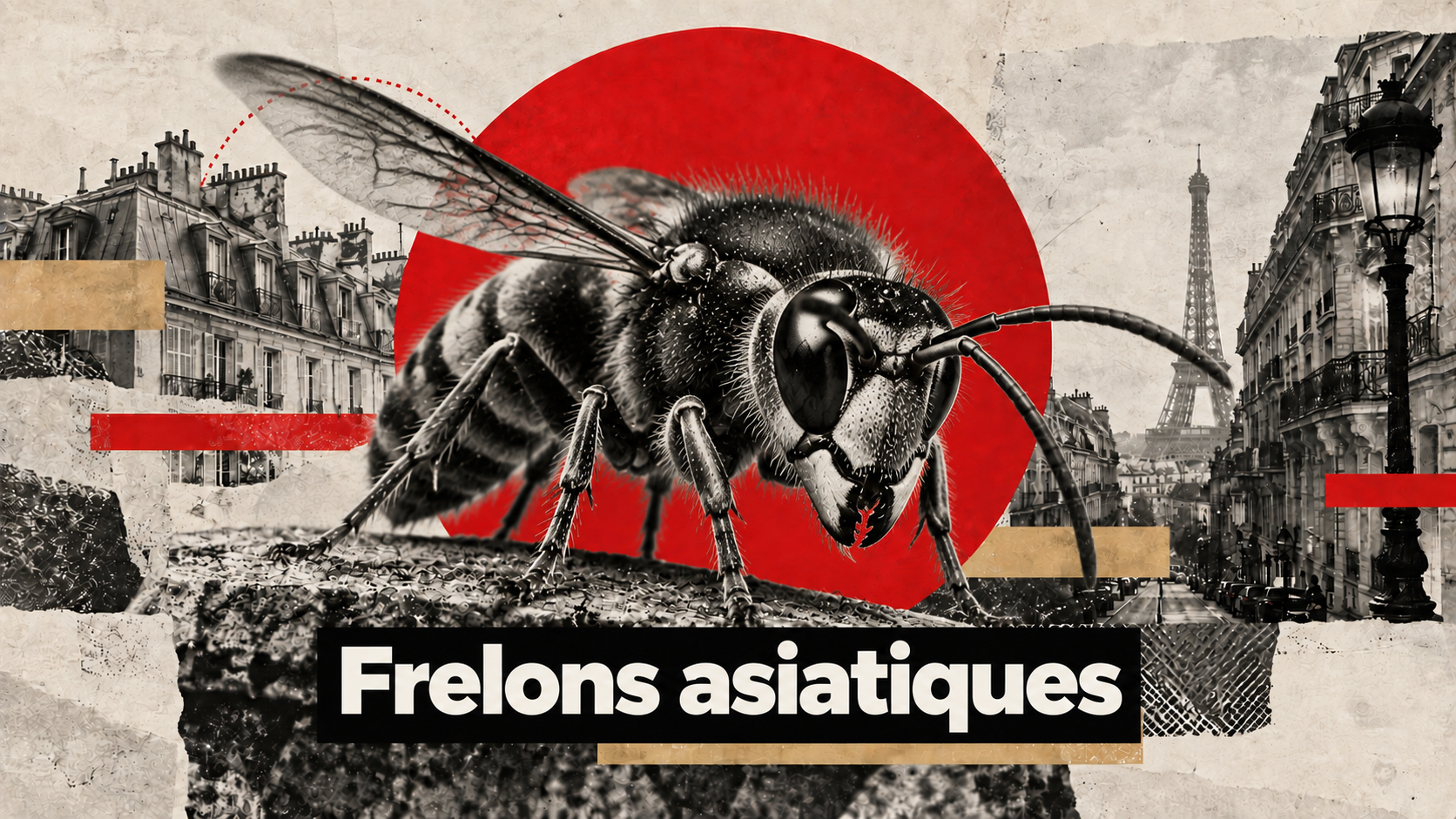 Destruction nids frelons asiatiques Île-de-France - Hamelin Hygiène