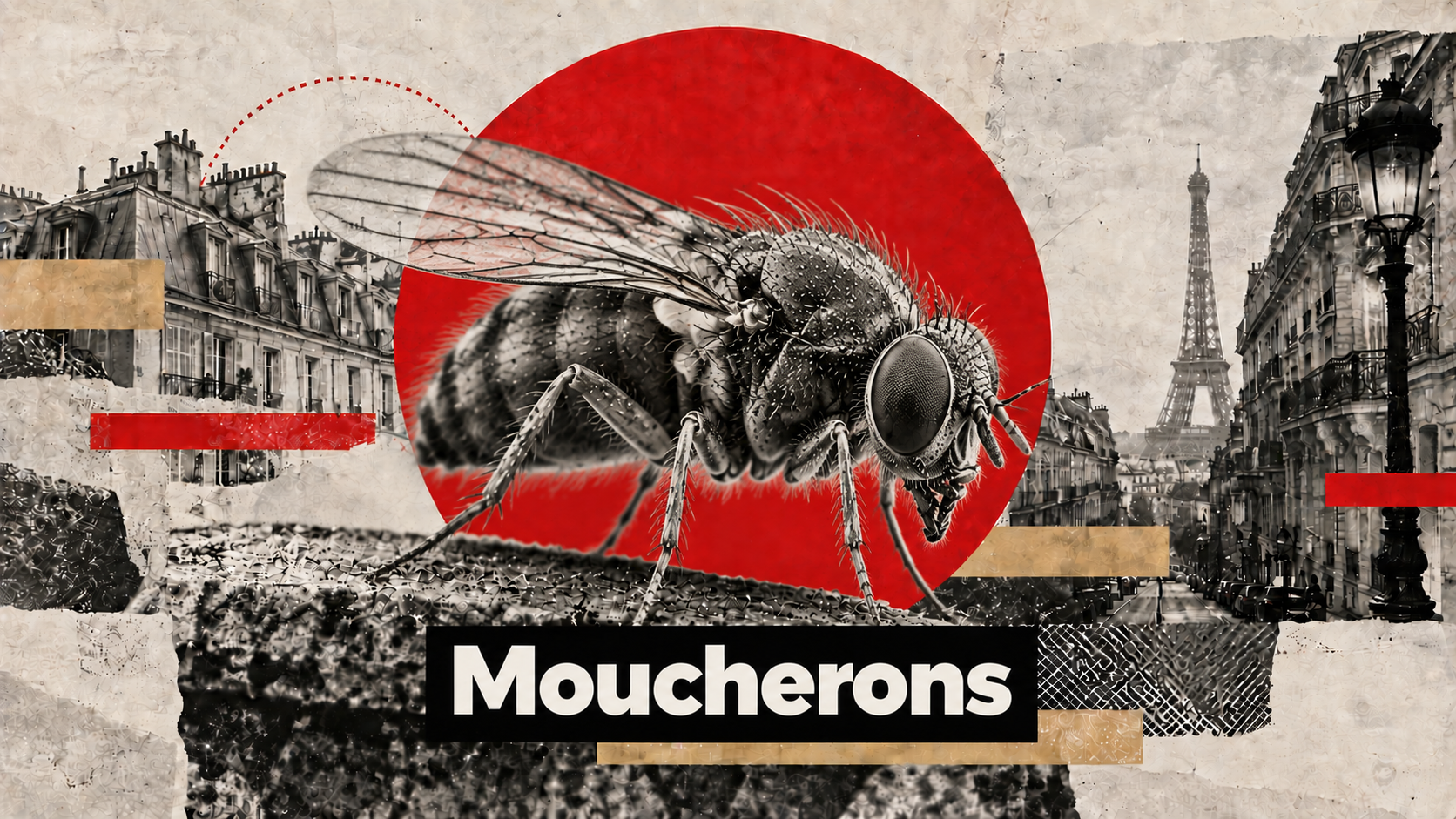 Traitement anti-moucherons cuisine Île-de-France - Hamelin Hygiène