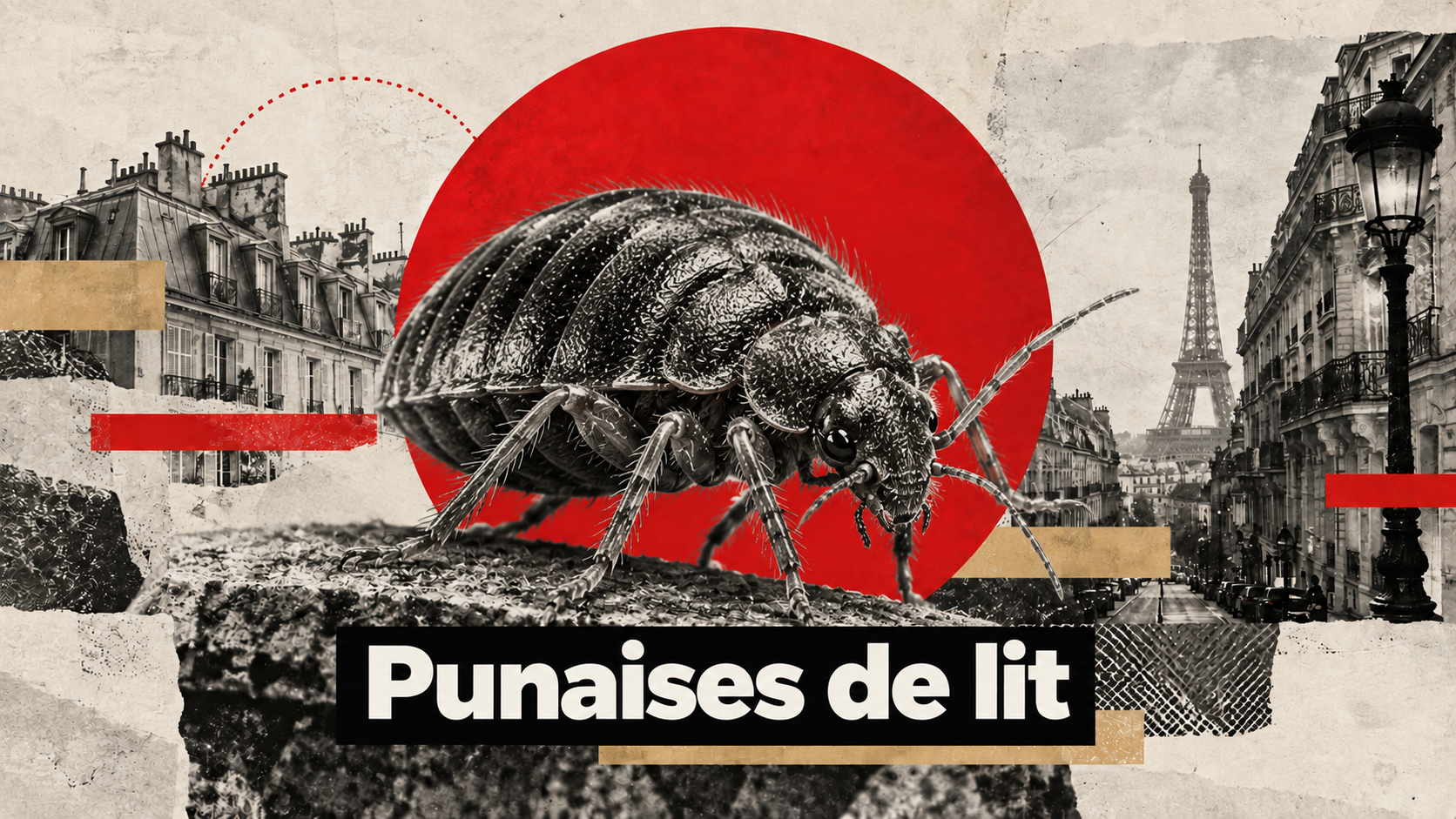 Punaises de lit - signes et détection