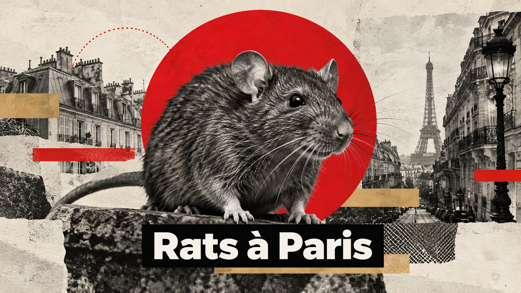Dératisation rats Paris - Hamelin Hygiène