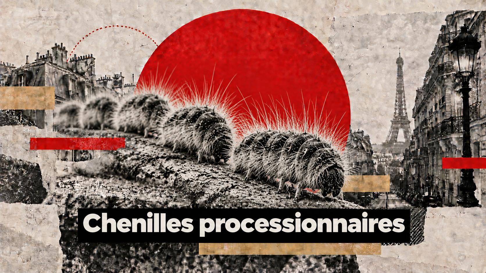 Traitement des chenilles processionnaires en Île-de-France - Hamelin Hygiène