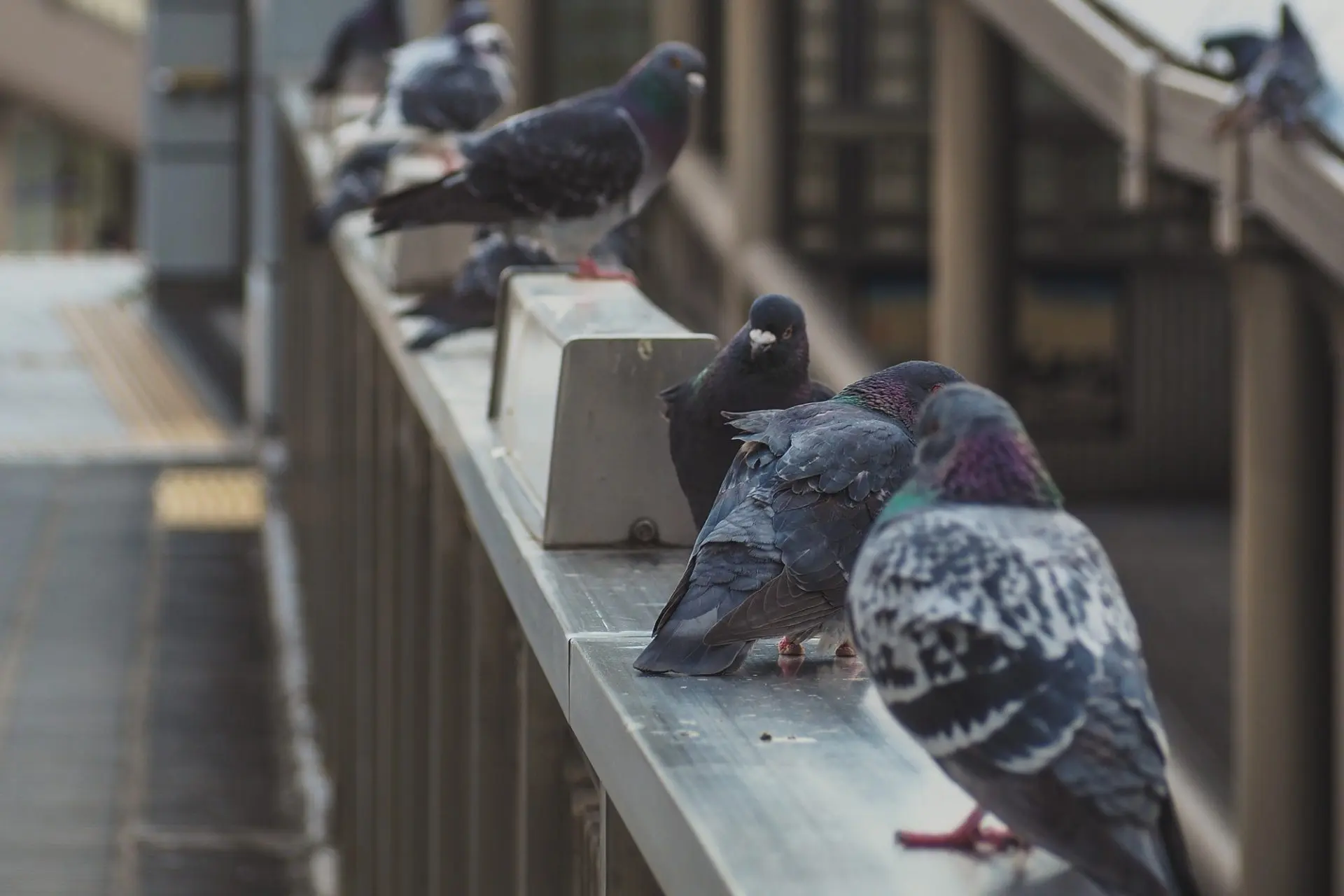 Répulsifs et effaroucheurs