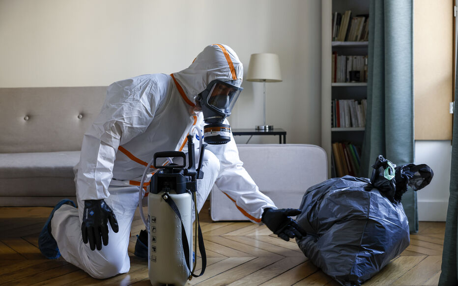 Traitement professionnel punaises de lit Paris - Hamelin Hygiène