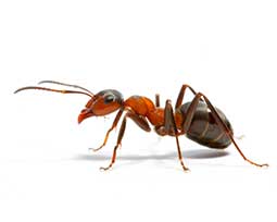 Fourmis Formicidae