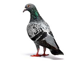 Pigeon Columba