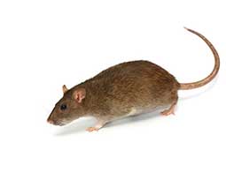 Rat brun Rattus norvegicus
